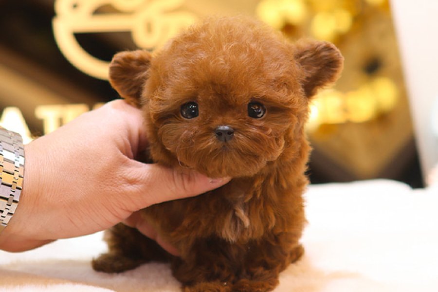 En özelini isteyenler icin burdayiz toy poodle cocuklarim 2