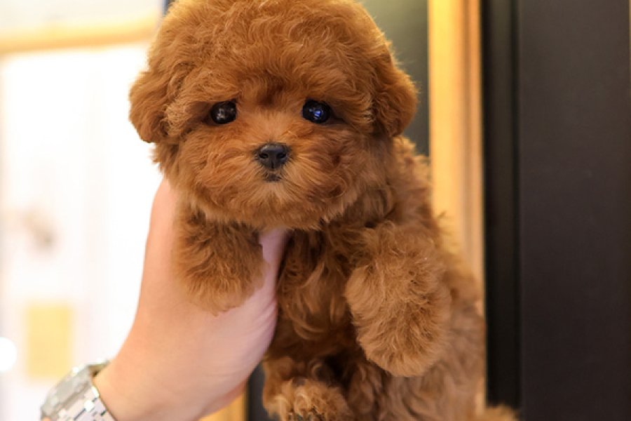 TOY POODLE YAVRULARIM KOREAN 2