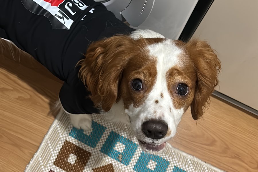 Cavalier King Charles Sahiplendirme 2