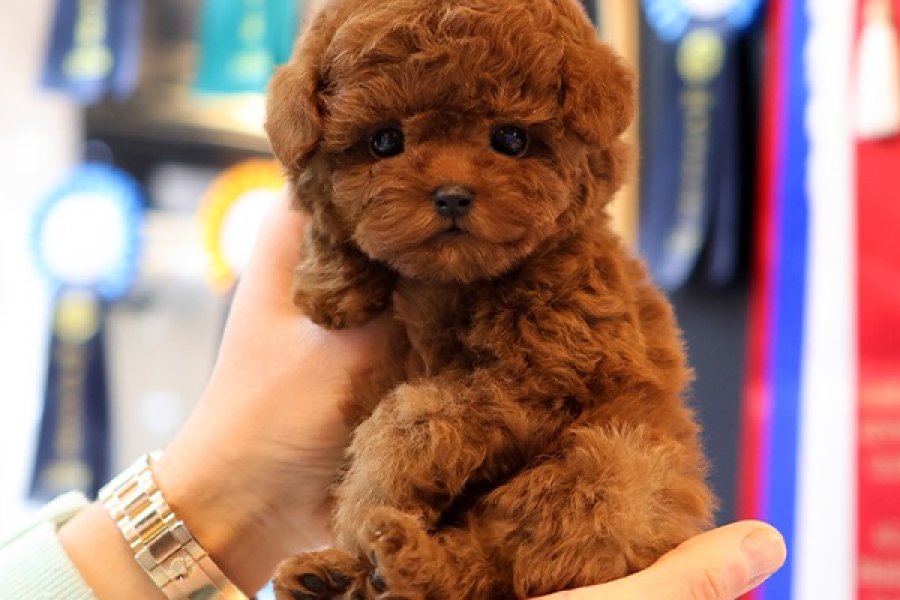 YILDIZIMIZ ARTIK SIZLERLE KORE TOY POODLE YAVRUMUZ 2