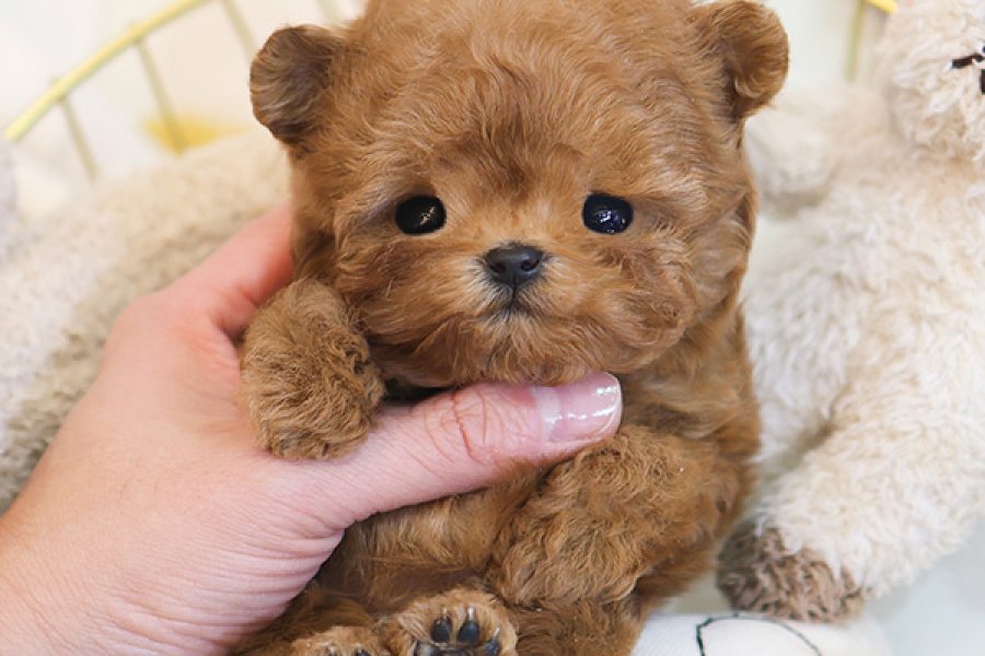 MUKUMMEL KALITEDEKI TOY POODLE YAVRULARIMIZ 2