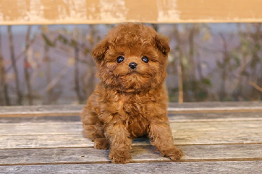 Minnos Toy Poodle Bebeklerimiz 2
