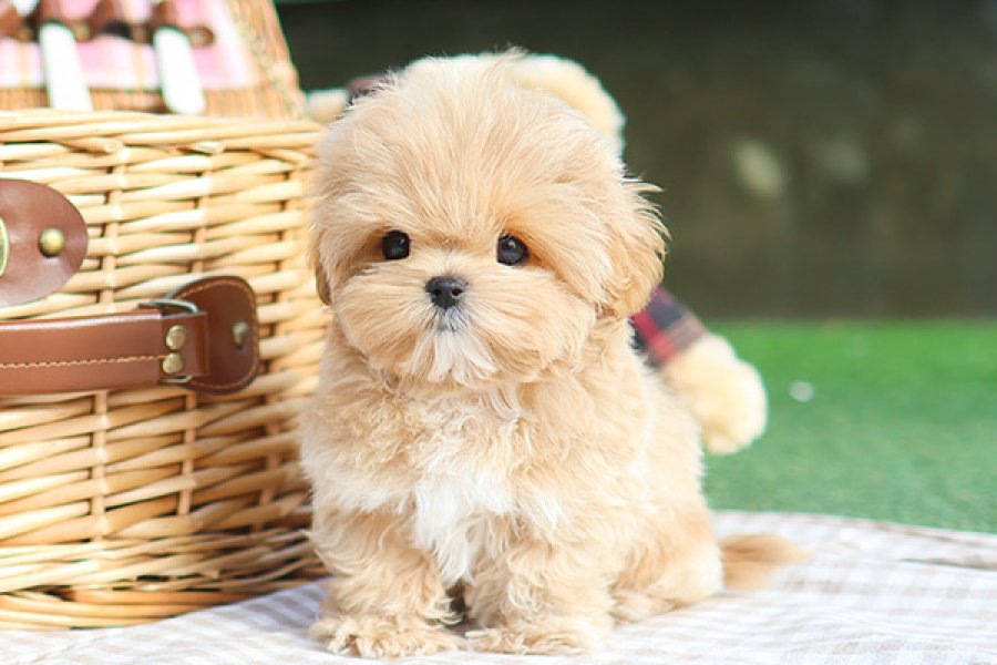 EN OZEL MALTIPOO COCUKLARIMIZ. 2