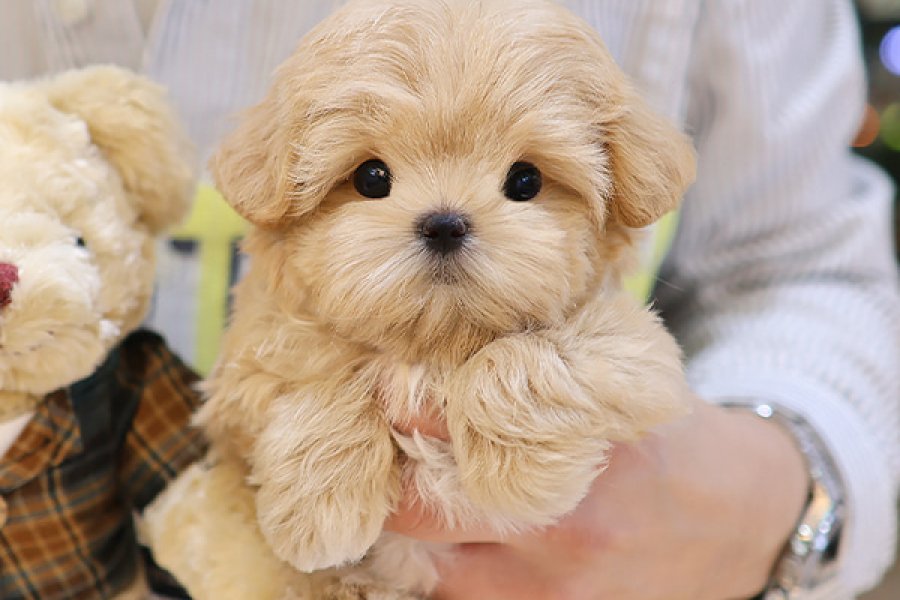 MALTIPOO BEBEKLERIM 1