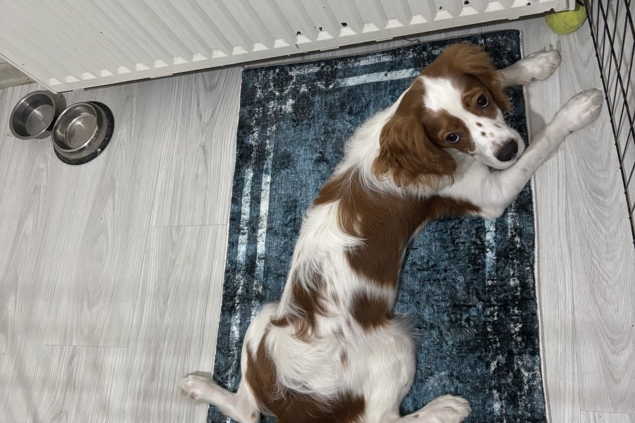 Cavalier King Charles Sahiplendirme 3