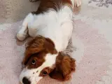 Cavalier King Charles Sahiplendirme