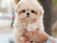 KORE MALTIPOO BEBEKLERIM