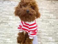 0 numara toy poodle red brown