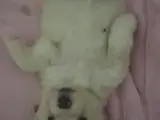 Maltese Yavru Sahiplendirme