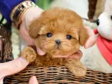 Minnos Toy Poodle Bebeklerimiz