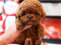 Orjinal toy poodle bebeklerimiz
