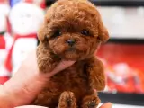 Orjinal toy poodle bebeklerimiz