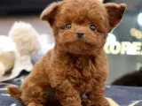 Sevgi harikasi toy poodle yavrumuz