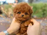 Minnos Toy Poodle Bebeklerimiz