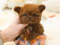 En özelini isteyenler icin burdayiz toy poodle cocuklarim