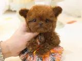 En özelini isteyenler icin burdayiz toy poodle cocuklarim