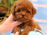 YILDIZIMIZ ARTIK SIZLERLE KORE TOY POODLE YAVRUMUZ