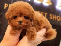 TOY POODLE YAVRULARIM KOREAN