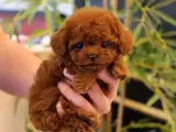 KOREAN EXPORT TOY POODLE BEBEKLERİM