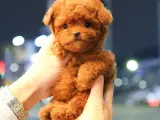 SUPER STAR TOY POODLE YAVRULARIM