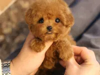 EN AKILLI VE TATLI TOY POODLE BEBEKLERIMIZ