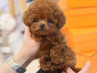 Yeni yol arkadasiniz toy poodle yavrumuz