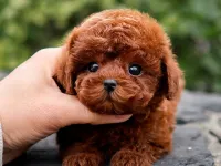 SUPER STAR TOY POODLE YAVRULARIM