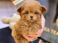 Mutluluk deposu toy poodle bebisler