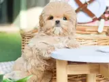 EN OZEL MALTIPOO COCUKLARIMIZ.