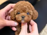 SECKIN VE OZEL TOY POODLE BEBEKLERIMIZ
