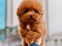 KORE KAN TOY POODLE YAVRULARIM