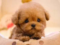 KOREAN TOY POODLE YAVRULARIM