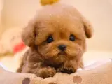 KOREAN TOY POODLE YAVRULARIM