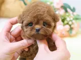 TOY POODLE YAVRULARIM SHOW KALITE