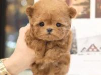MUKUMMEL KALITEDEKI TOY POODLE YAVRULARIMIZ