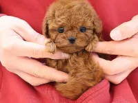 ZEKI AKILLI TOY POODLE COCUKLARIM