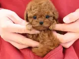 ZEKI AKILLI TOY POODLE COCUKLARIM