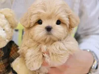 MALTIPOO BEBEKLERIM