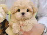 MALTIPOO BEBEKLERIM