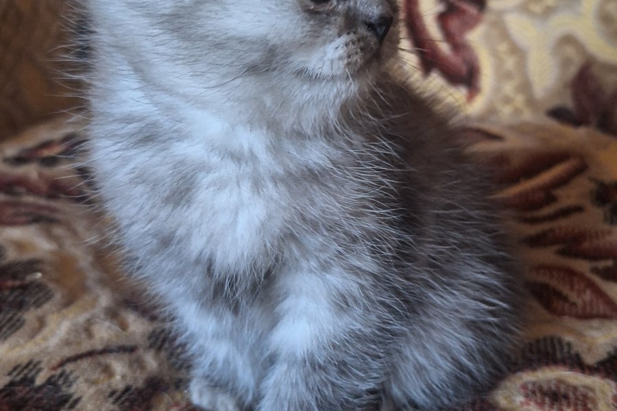 Sevimli Scottish Fold Yavrumuz Yuva Arıyor! 3