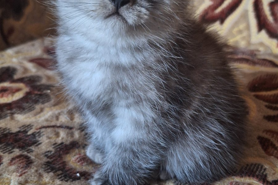 Sevimli Scottish Fold Yavrumuz Yuva Arıyor! 2