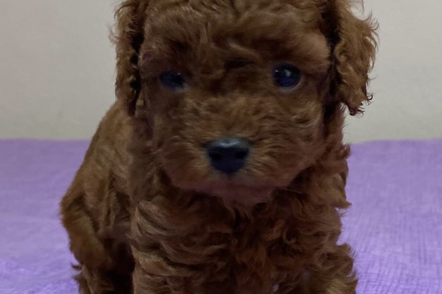 Çok Tatlı Teacup Poodle Yavrusu 2