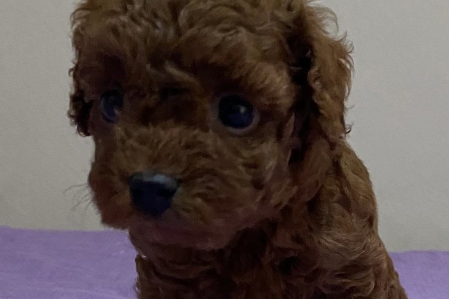 Çok Tatlı Teacup Poodle Yavrusu 3