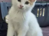 Sakin ve Sevecen Tekir Kedimiz Yuva Arıyor