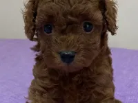 Çok Tatlı Teacup Poodle Yavrusu