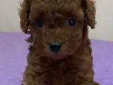 Çok Tatlı Teacup Poodle Yavrusu
