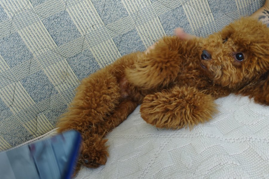 Orjinal Toy Poddle 1 yaşında, kısırlaştırılmamış 2