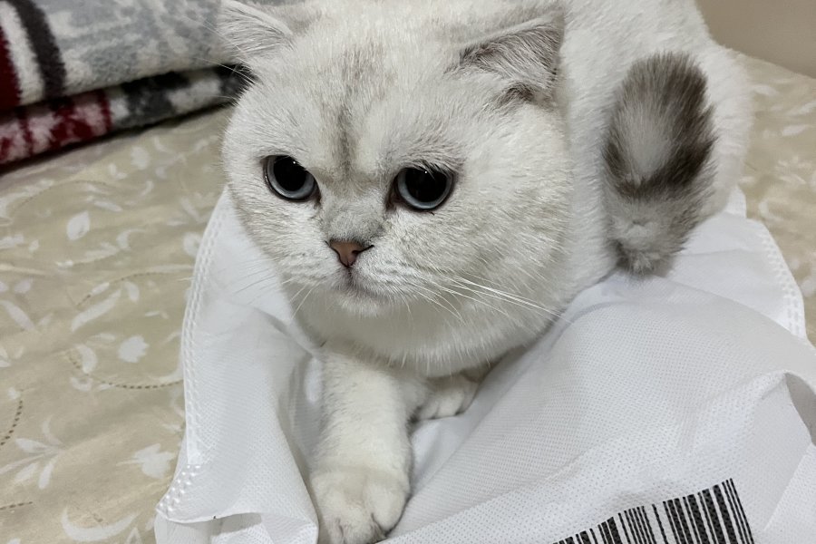 SCOTTİSH FOLD BEYAZ ERKEK 1 YAŞINDA 2