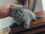 dişi ama tosun gibi :D sahibini arıyor