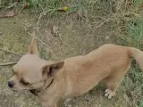 Açık kahverengi şivava